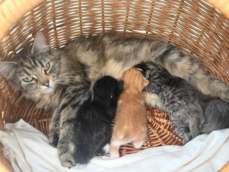 Kittens for sale