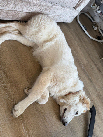 German shepherd male
