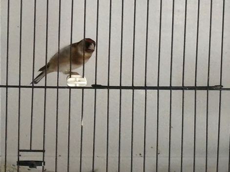 Goldfinch hen 2025