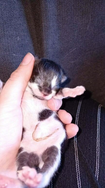 2 black and white kittens