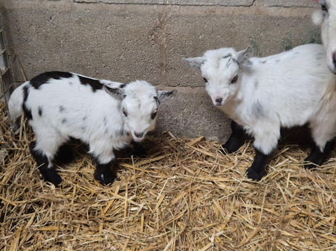 Pygmy goat Wethers