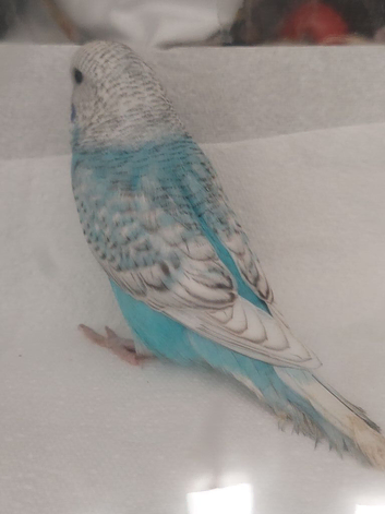 Young Budgies