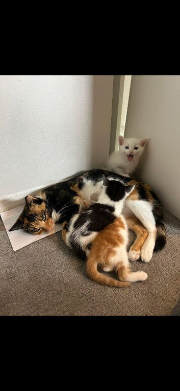 Pure white female kitten