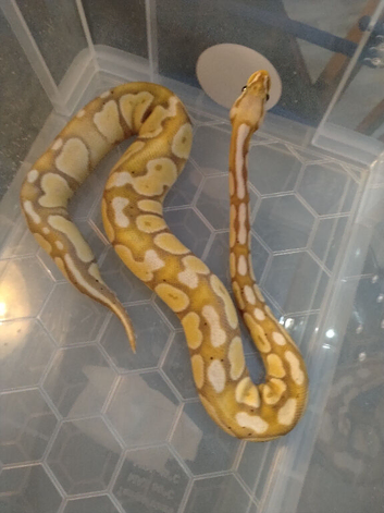 Banana Pastel