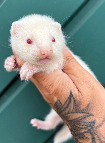 Albino ferret babies