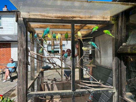 26 Budgerigars for sale due to moving