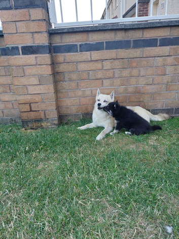 F3 pomsky puppy's for sale