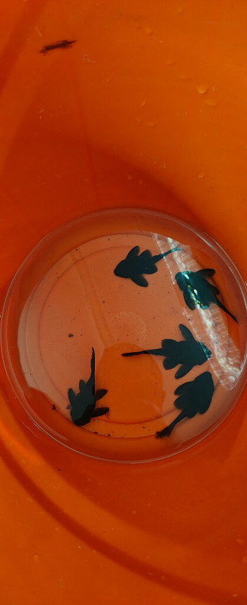 L239 pleco baryancistrus begini