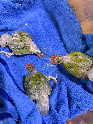 BEAUTIFUL HAND-REARED PINEAPPLE GREEN-CHEEK CONURES &ndash; READY SOON