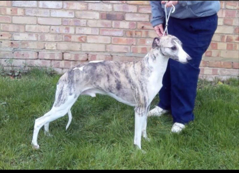 Whippet stud dog