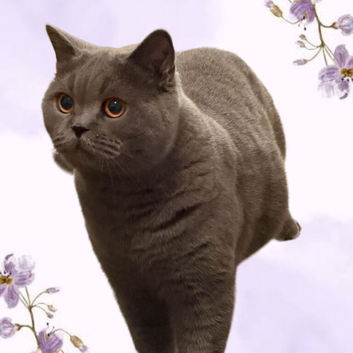 Quality pedigree British shorthair kittens