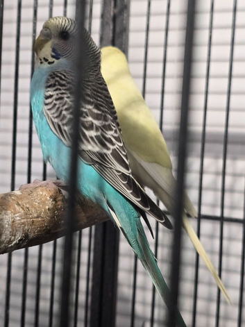 Baby Budgies