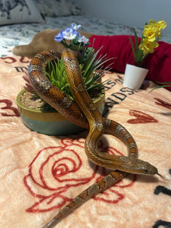 Corns for adoption