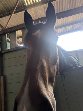 Looking for a job with horses