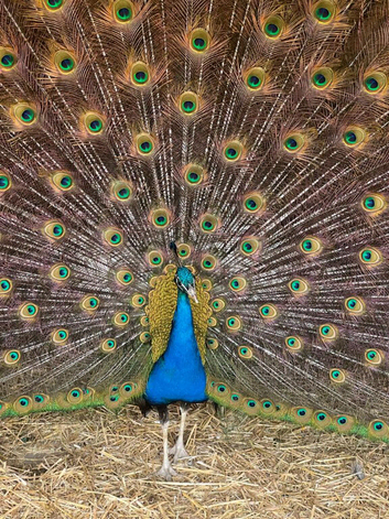 Young male Peacock requires new home with unrelated females.