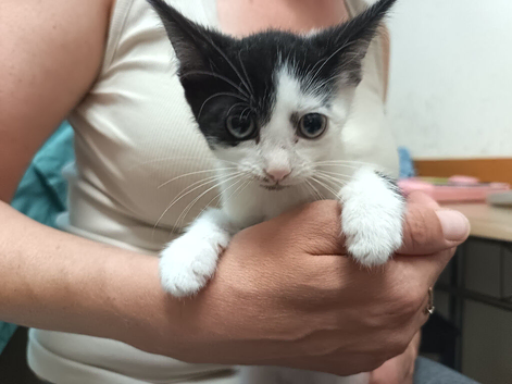 Cats