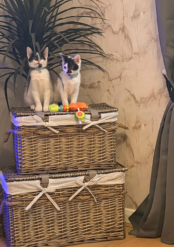 Kittens