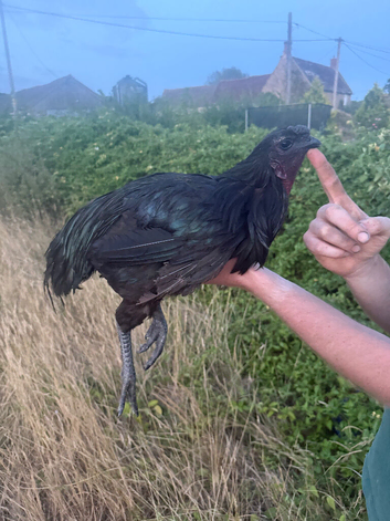 Ayami cemani cockerel