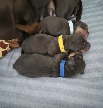 Gorgeous choc and tan mini dachshund pups