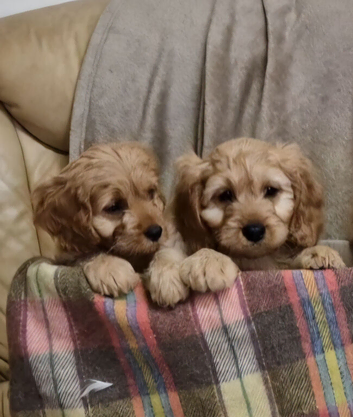Cavapoo Bundles of Joy