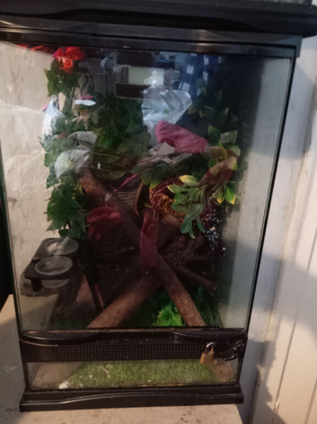 Crested geckos