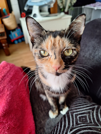 2 twin calico sisters need foreverhome