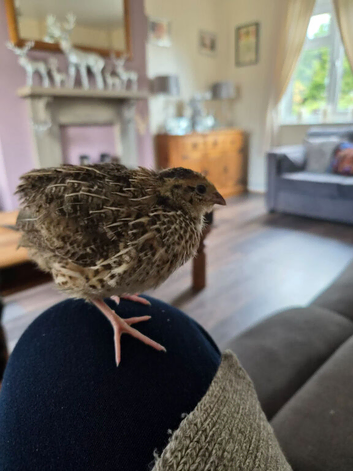 Jumbo Quail boys