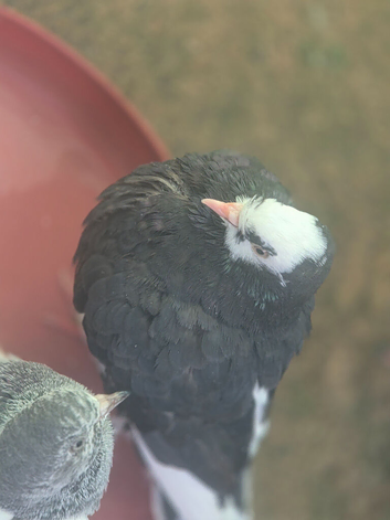 Pigeons for sale