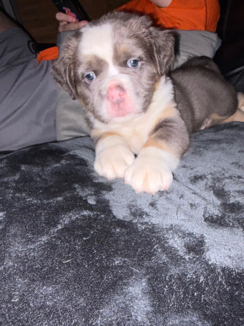 Olde English bulldog