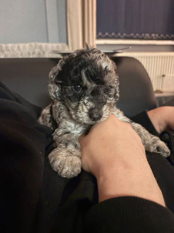F2B cockapoos for sale