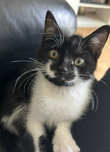 Male and female cats