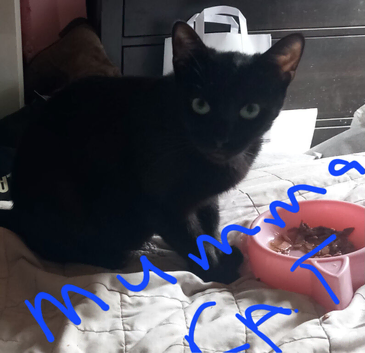 Kittens