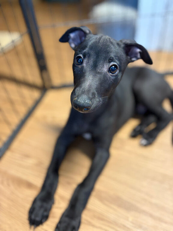 ️ Whippet Two last boys