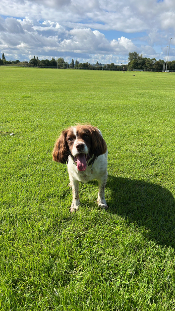 Happy Dog Services for all of your dog walking and drop in needs.