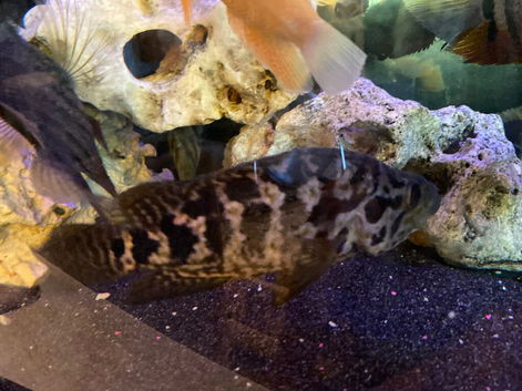 Large breeding pair of Jaguars