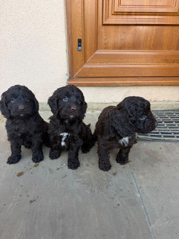 Beautiful Cockapoo Puppies  Female Available