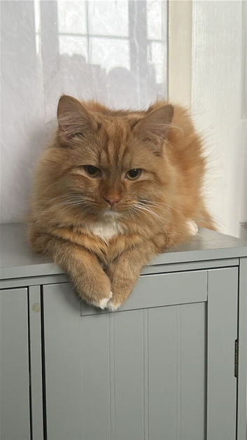 Still Available Male Ginger Fluffball