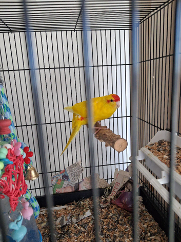 Kakariki