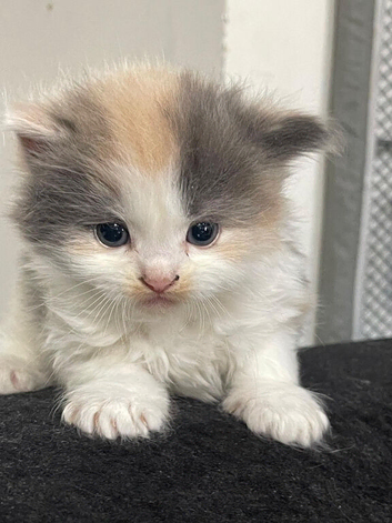 5 Mixed Breed Ragdoll + Persian Kittens available for a new home.