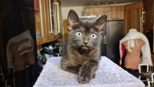Beautiful Black Siamese-Type Cross Kittens &ndash; Ready Now