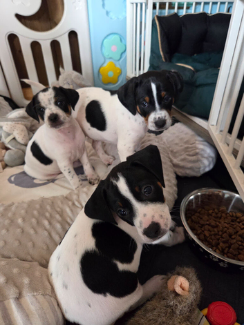 Pups for sale born 30/05/2026