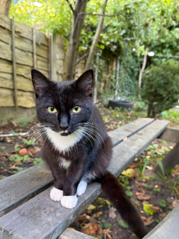Urgent rehome