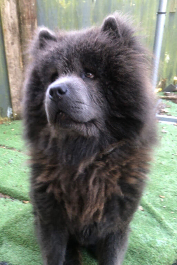 Blue/lilac chow chow stud