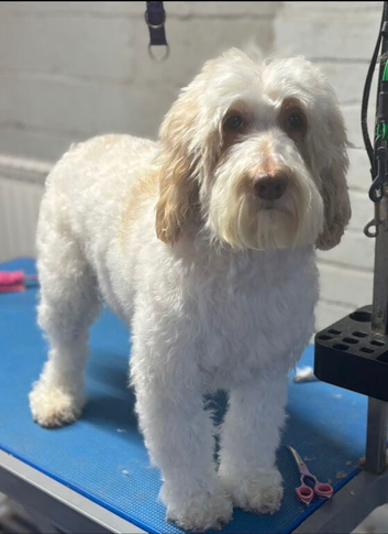 F1b cockapoo puppys