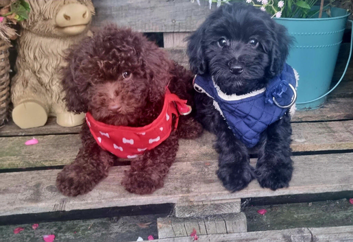 Beautiful cockapoo F1b  puppies