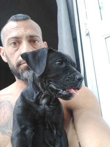 Cane corso puppies