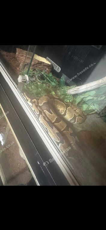 Male royal python PLEASE DO NOT MESSAGE IF YOU DONT ACTUALLY WANT ME