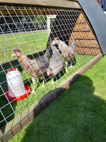 3 cream legbar pullets for sale