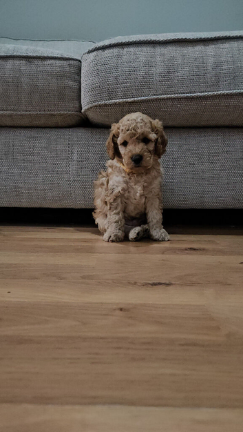 Male cockapoo