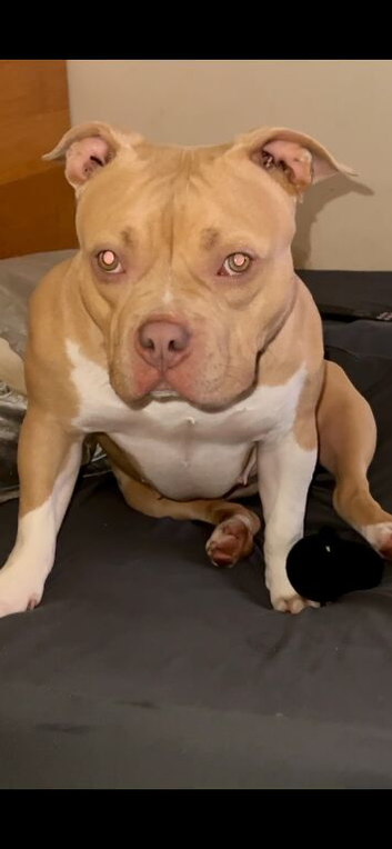 Pocket bully